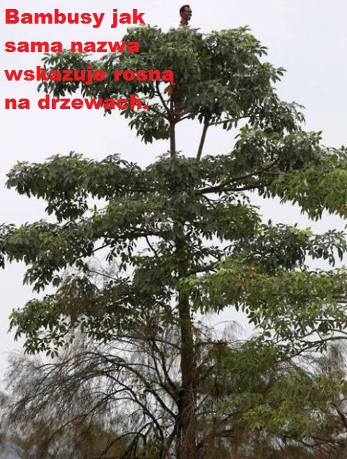 Sk?d si? bior? czarni?