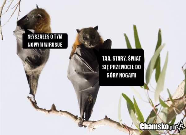 Przemyślenia gacków