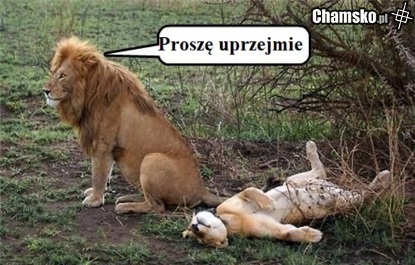 Prącie bardzo