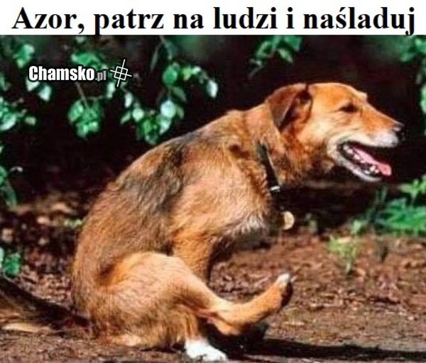 Azor