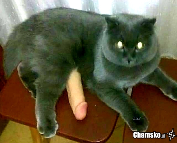 Miau i chuj