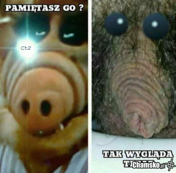 Alf 2