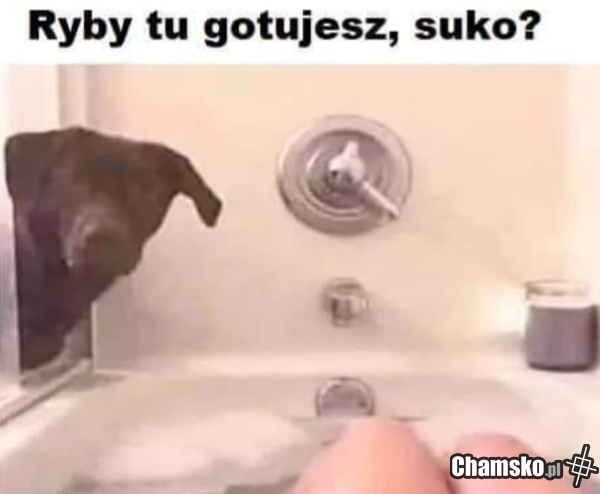 Rypki