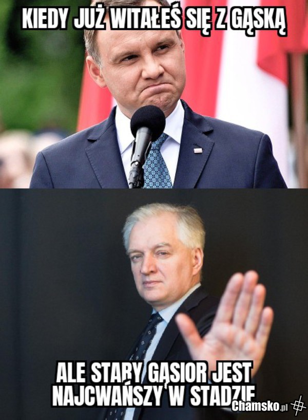 Cwany gąsior