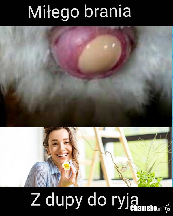 Jajko