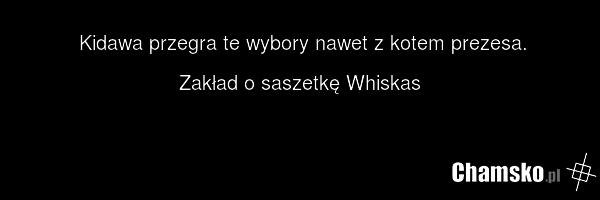 Kidawa przegra te wybory nawet z kotem prezesa. Zakład o saszetkę Whiskas