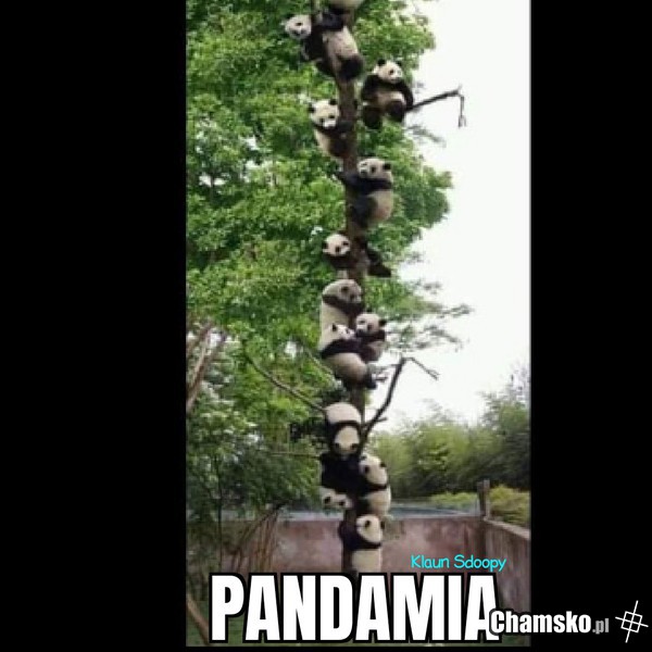 Pandamia