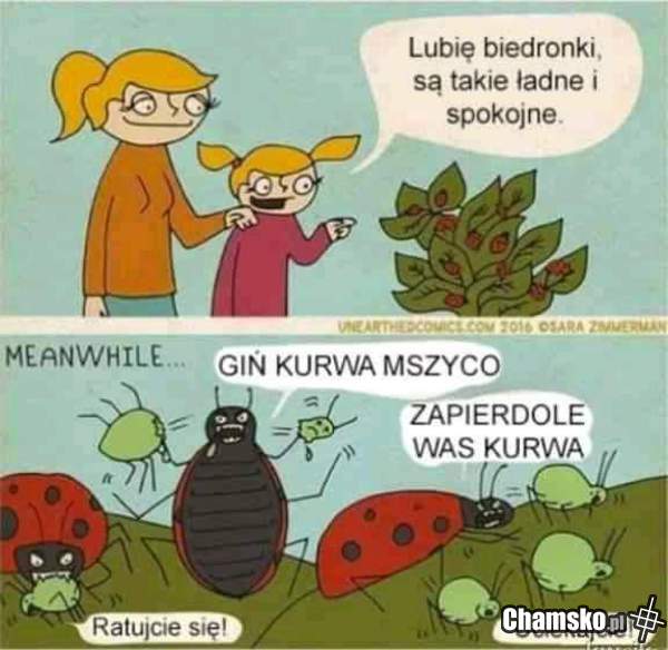 Biedroneczki