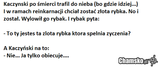 Złota rybka