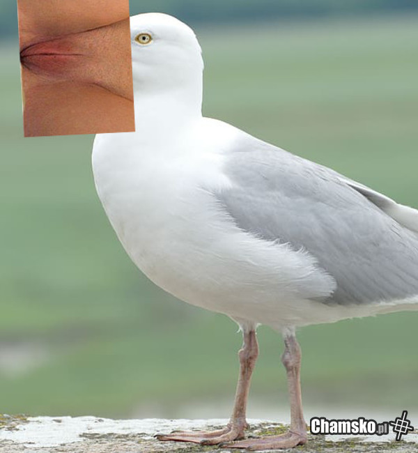 Mewa