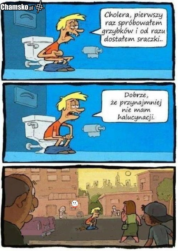 zambrowskie grzyby