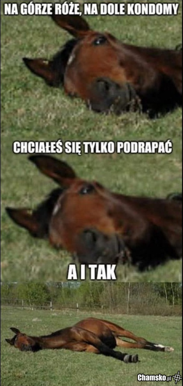 koń zwalony