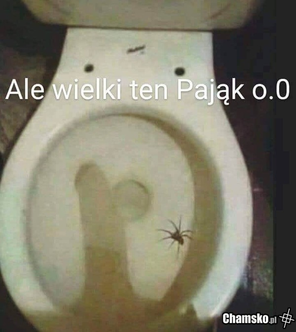 Pająk