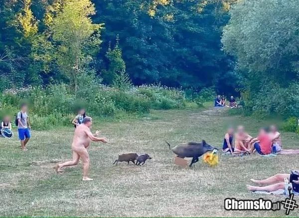 Oddaj kurło reklamówkie z biedronki