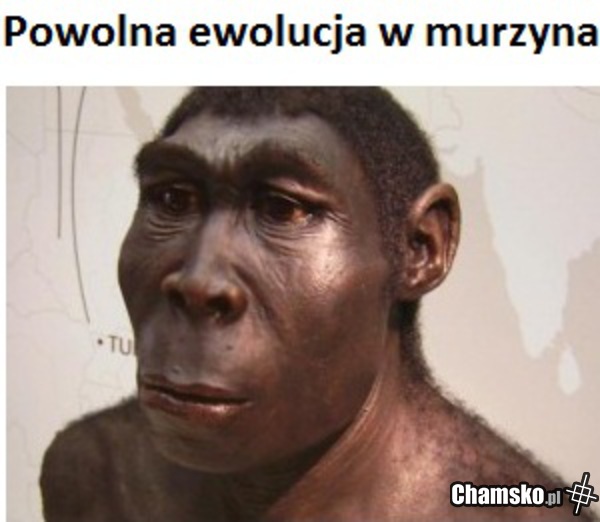 oni to napewno od małpy pochodzą