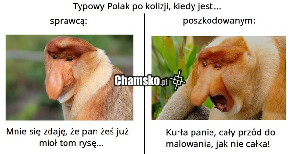 Roszczeniowa cebula