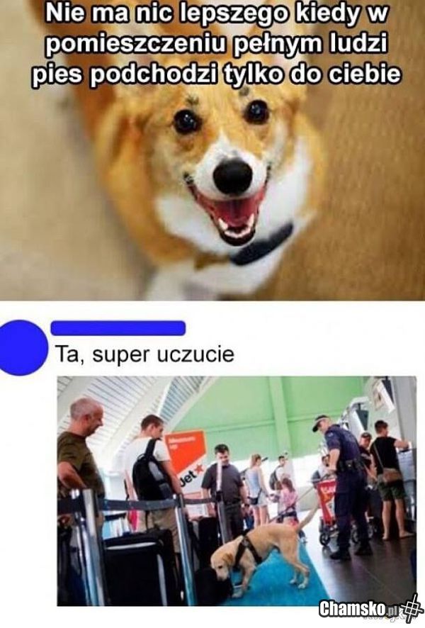 No idź sobie piesku ode mnie!