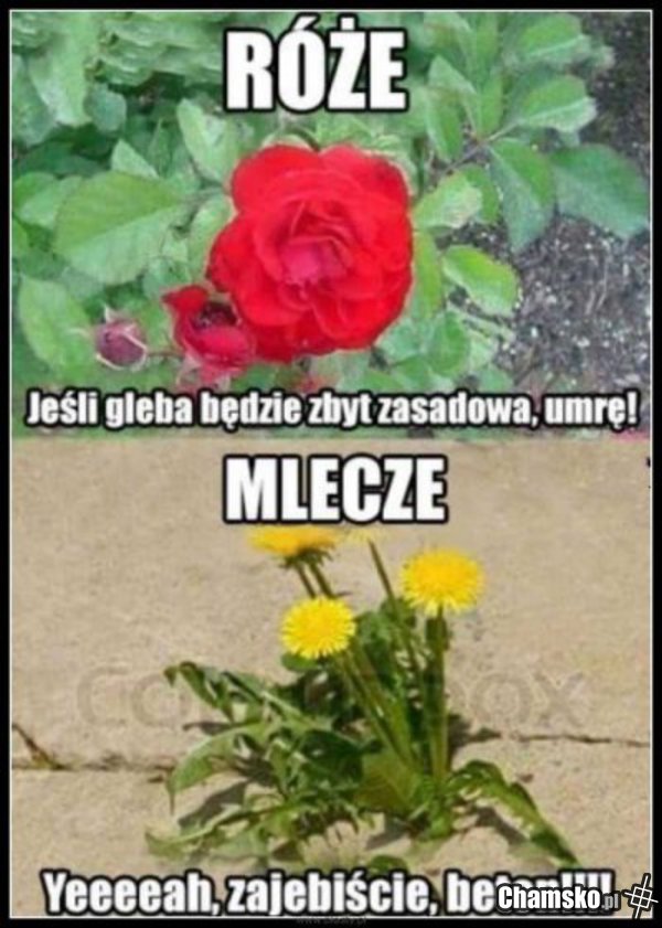 ....