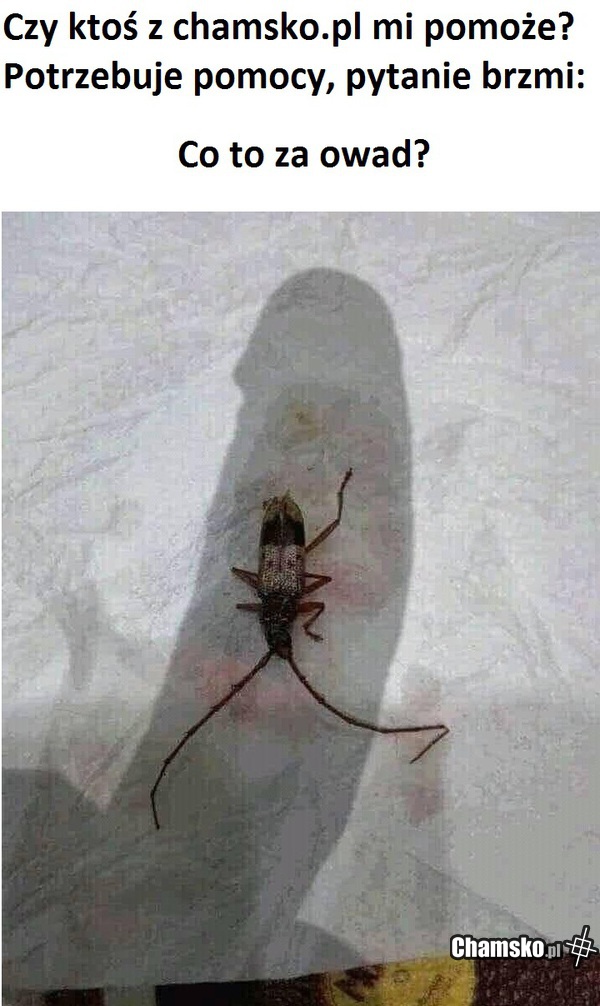 chamsko.pl pomóżcie