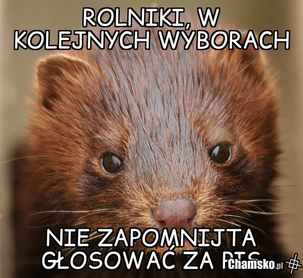 5 dla zwierząt