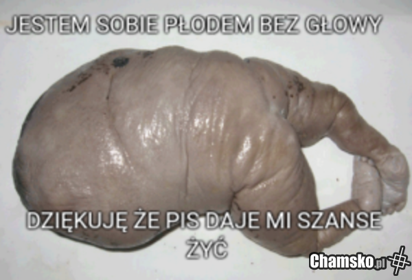 Płód