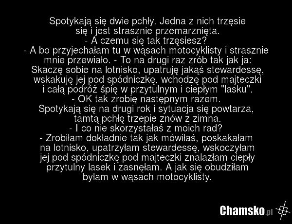 Spotykają się dwie pchły. Jedna z nich trzęsie się i jest strasznie przemarznięta. - A czemu się tak trzęsiesz? - A bo przyjechałam tu w wąsach motocyklisty i strasznie mnie przewiało. - To na drugi raz zrób tak jak ja: Skaczę sobie na lotnisko, upatruję jakąś stewardessę, wskakuję jej pod spódnicz…