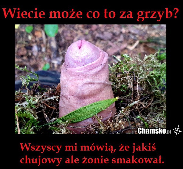 Jaki to grzyb?