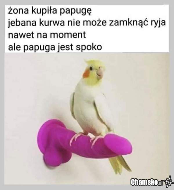 Ćwir ćwir