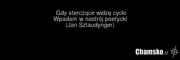 Gdy sterczące widzę cycki Wpadam w nastrój poetycki (Jan Sztaudynger)