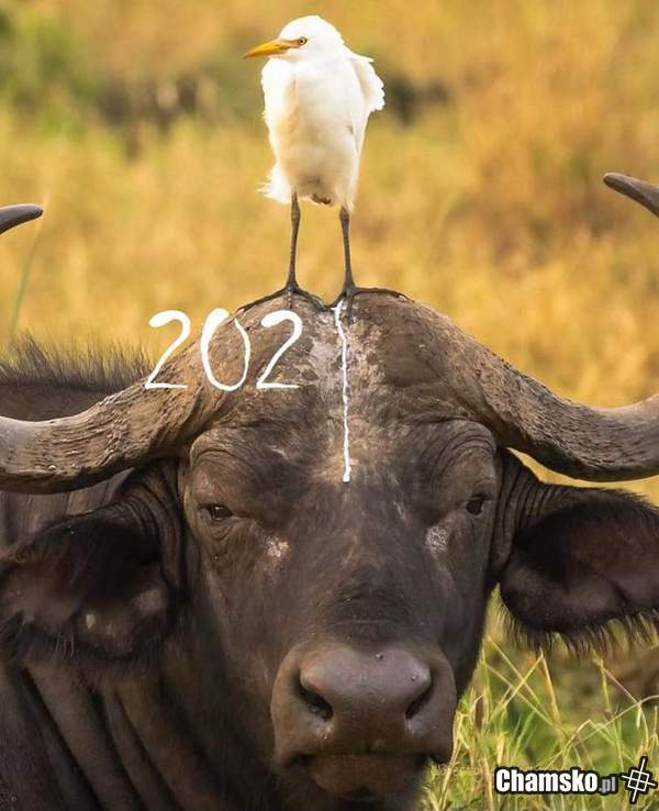 Postanowienie 2021... ćwicz zwieracze