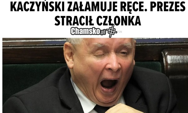 Kot odgryzł?