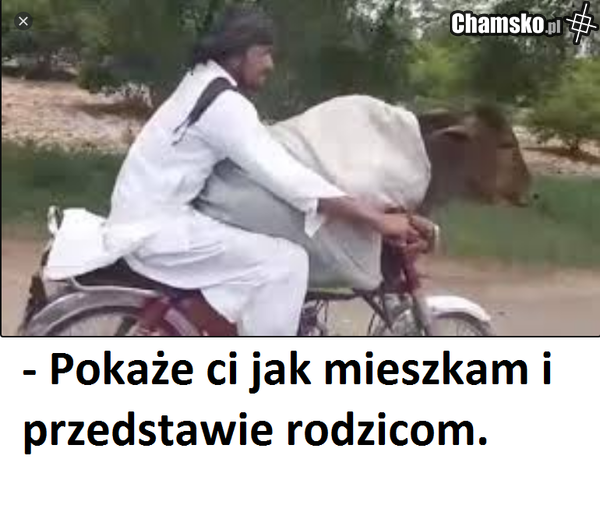 kozojebca