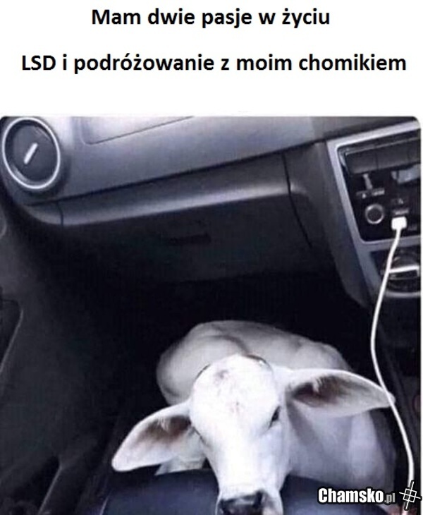 JUŻ MNIE KLEPIE