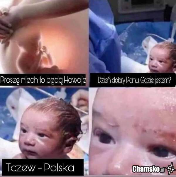 Polak mały