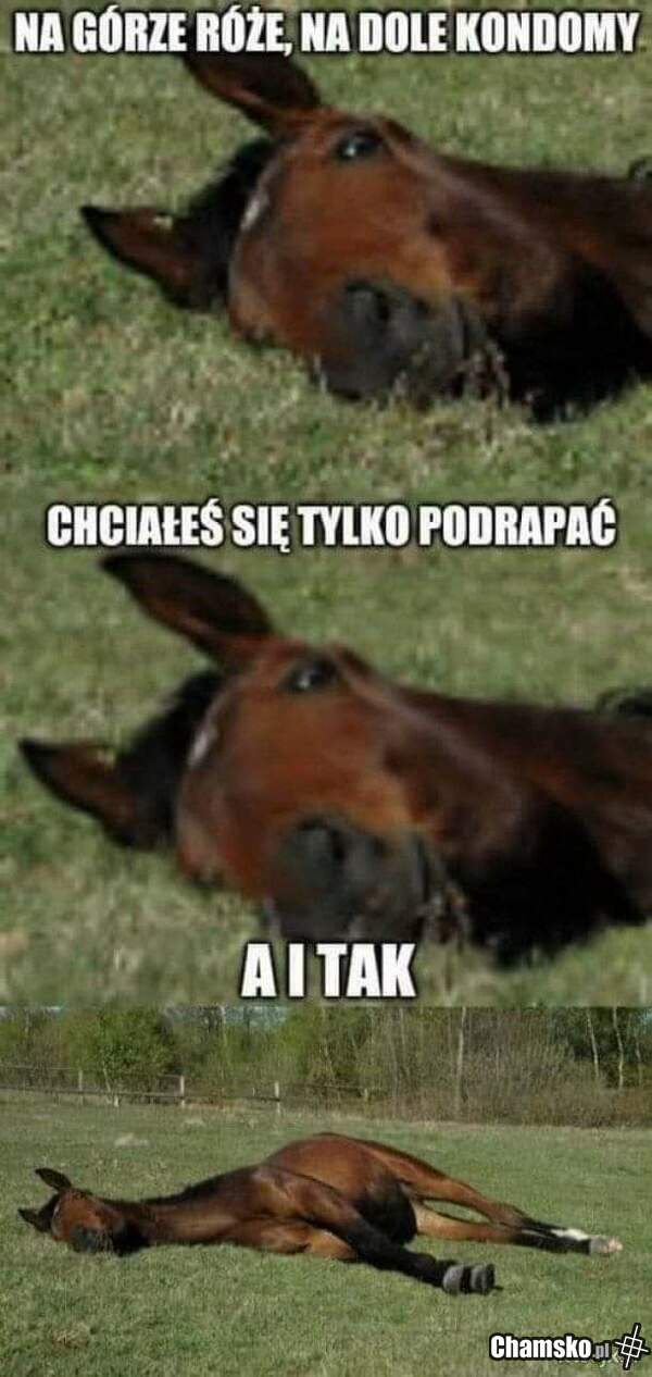 Koń z..... y