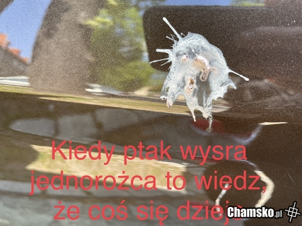 Kiedy ptak wysra jednorożca, to wiedz, że coś się dziene