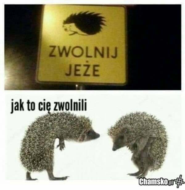 ZWALNIAJĄ