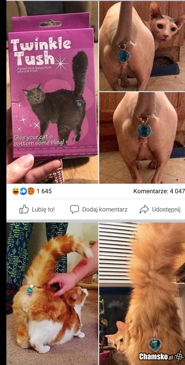 Zoofilia?