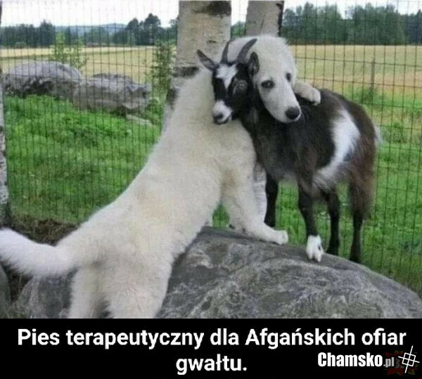 Beee !