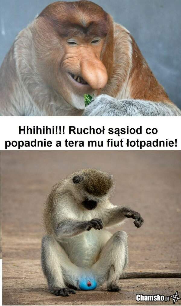 Ruchoł Ruchoł I siem doruchoł