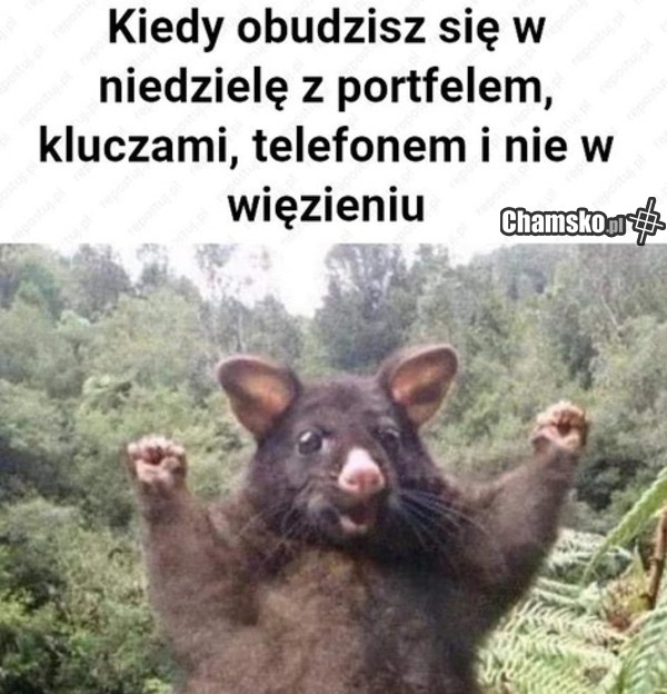 jest! jest! jest!