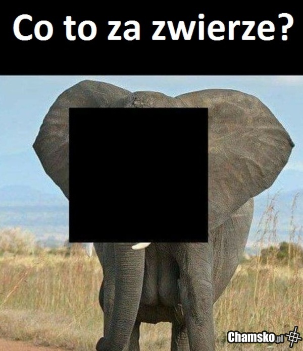 nagroda: ruchańsko z mamą admina