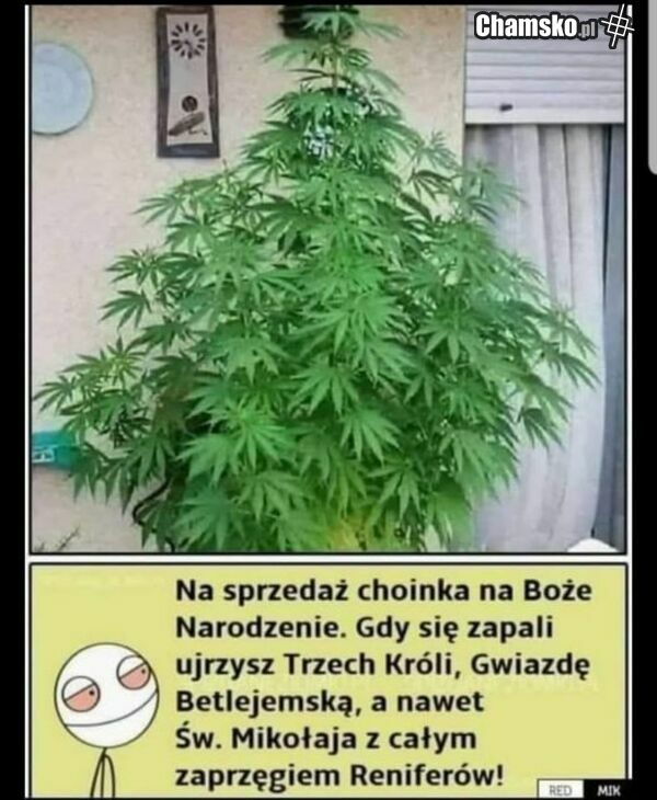 Choinka