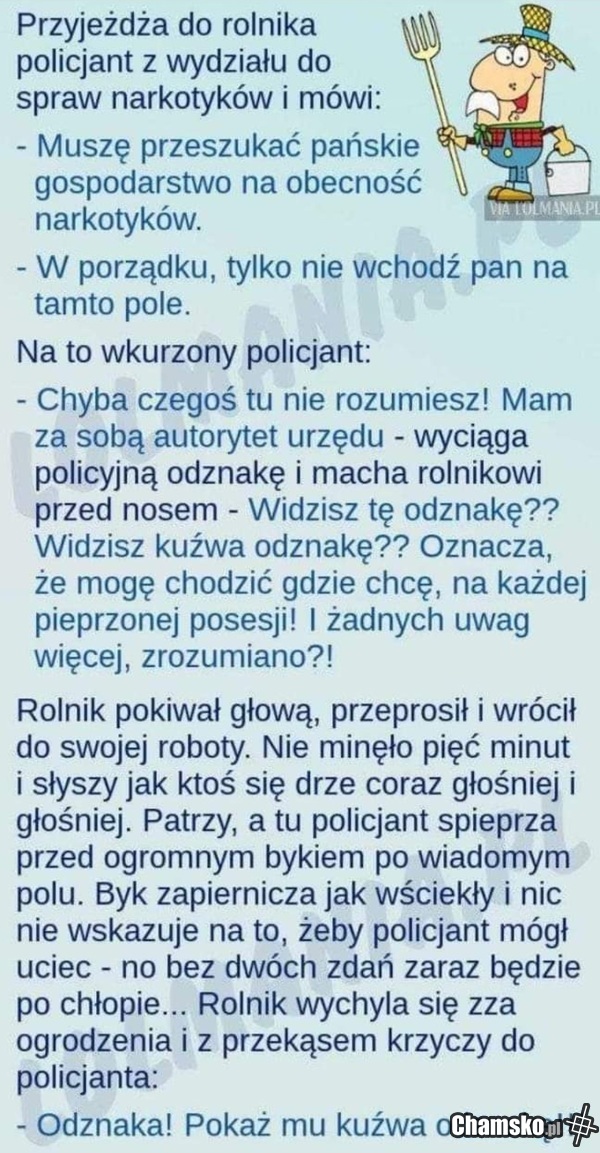 Pies i byk