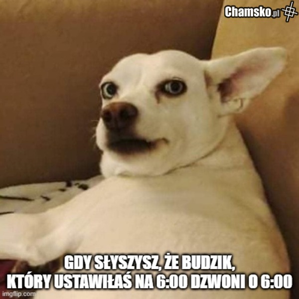 Budziki tak majo
