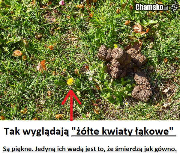 pół godziny sprawdzałem!!