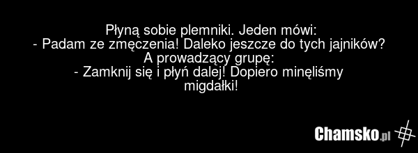 Płyną sobie plemniki. Jeden mówi: - Padam ze zmęczenia! Daleko jeszcze do tych jajników? A prowadzący grupę: - Zamknij się i płyń dalej! Dopiero minęliśmy migdałki!