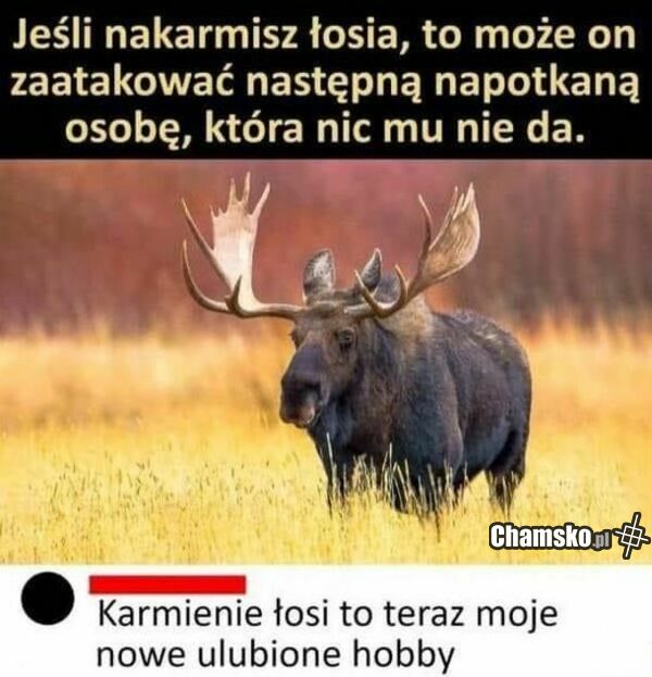 nowa pasja
