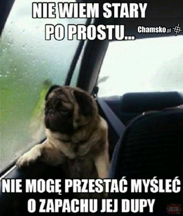 twój pies