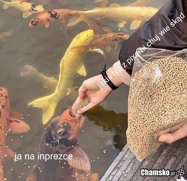 Karpik